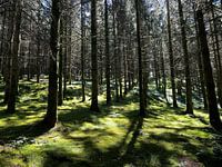 The forest in Belgium