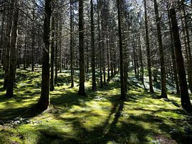 De bos in België van Olga Bujak