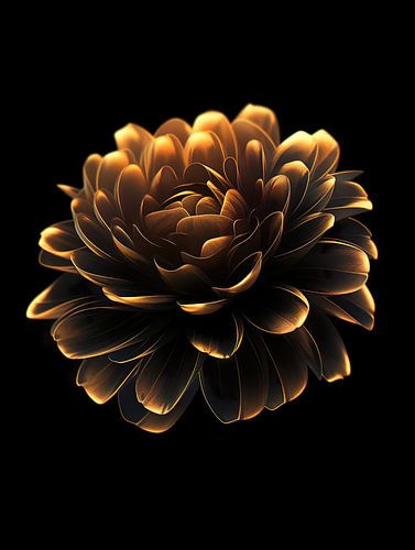 Golden chrysanthemum