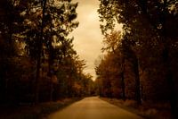 herbst im wald in den niederlanden mit einer straße
