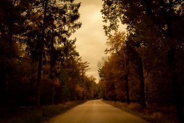 autumn in the forest in the netherlands with a road van Noa Van der Aa