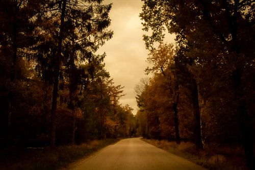 autumn in the forest in the netherlands with a road