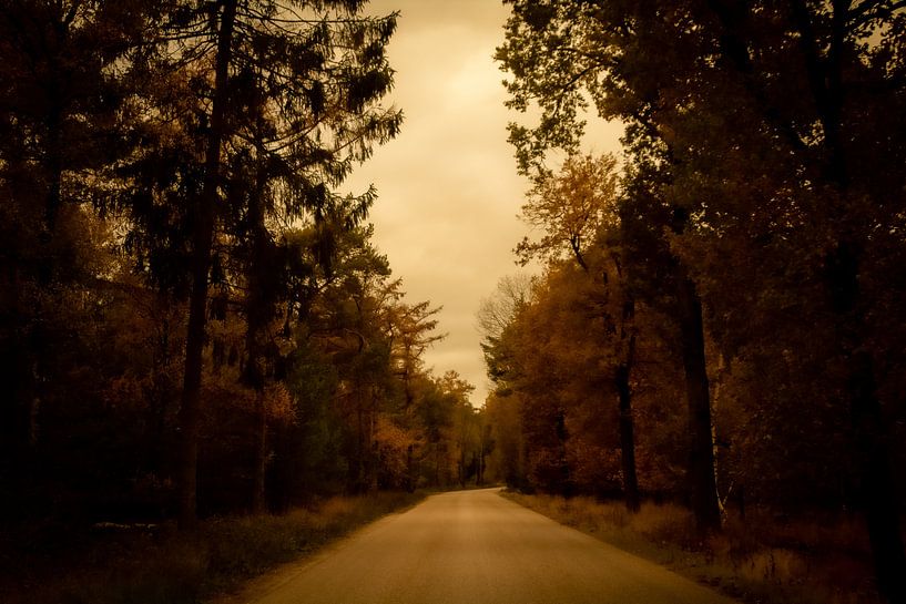 herbst im wald in den niederlanden mit einer straße von Noa Van der Aa