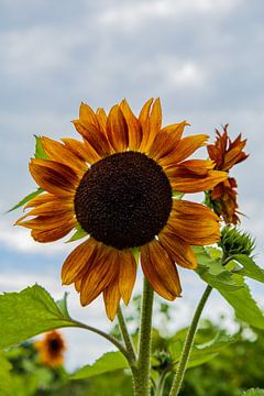 Zonnige zonnebloem van Nadia Keesman-Founassi