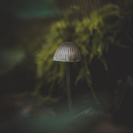 Verstopt - Kleine paddenstoel in het mos van Danielle Tempelaars