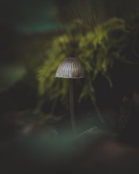 Small mushroom in the moss by Danielle Tempelaars