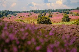 Purpurheide Posbank von Arjen Roos