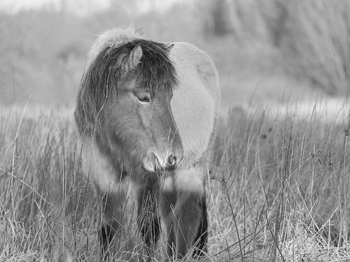 Paard bij de Kraaijenberg