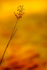 Volgt by Anouk Timmerman