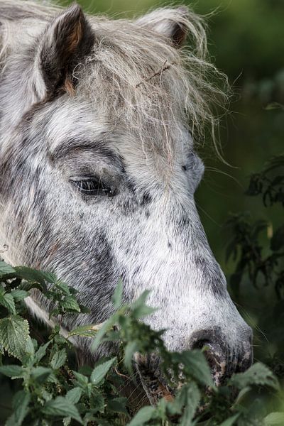 Pony im Gras von Rolf Pötsch