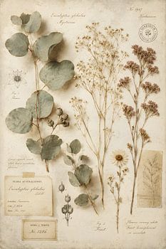 Collection d'herbiers anciens