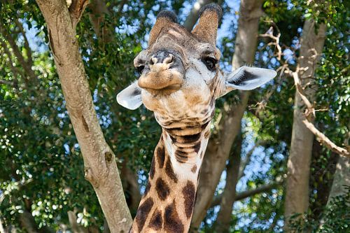 Een giraffe die rondkijkt