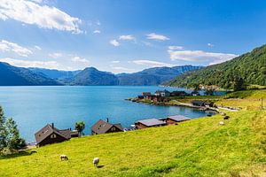 Blick über den Åkrafjord mit Schafen in Norwegen