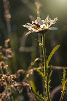 Miniaturen figuur leest een boek op een witte bloem