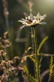 Miniaturfigur liest ein Buch auf einer weißen Blume