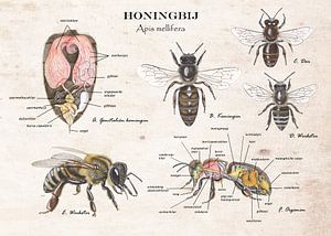 L'abeille - reine de l'anatomie et ouvrière