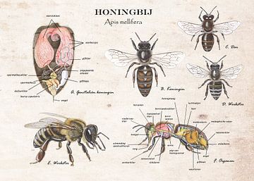 Honingbij - anatomie koningin en werkster van Jasper de Ruiter