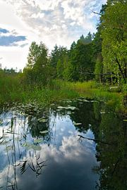 Lac en Suède avec des nénuphars, des nuages blancs, de l'eau bleue et des arbres sur la rive
