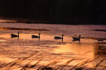 Gänse in der Dämmerung