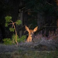 One year old red deer