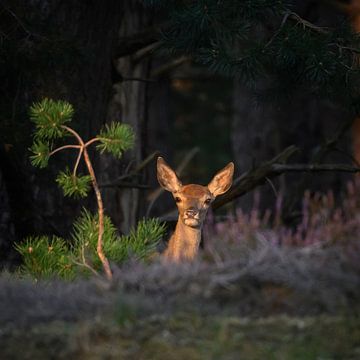 One year old red deer by Ellen van Schravendijk