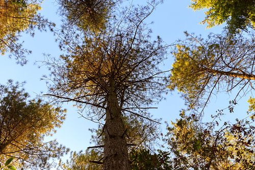 Look up! - natuurfotografie