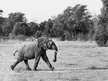 Baby elephant on the move by Sander Voost