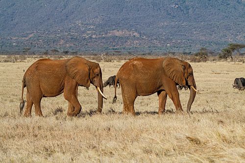 Twee olifanten op de Afrikaanse vlaktes