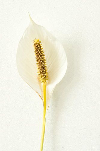 Flamingoplant van Christel Nouwens- Lambers