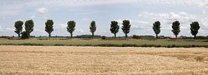 Panorama einer Landschaft mit einem Weizenfeld und gestapelten Wolken