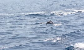 royal delfin van Rick Nijman