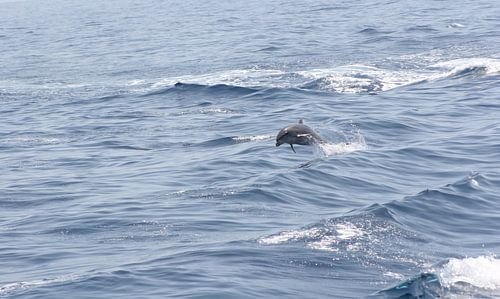 Königlicher Delphin