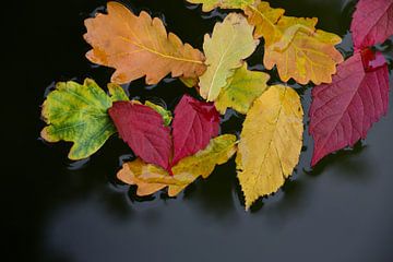 Feuilles d'automne colorées sur Ulrike Leone