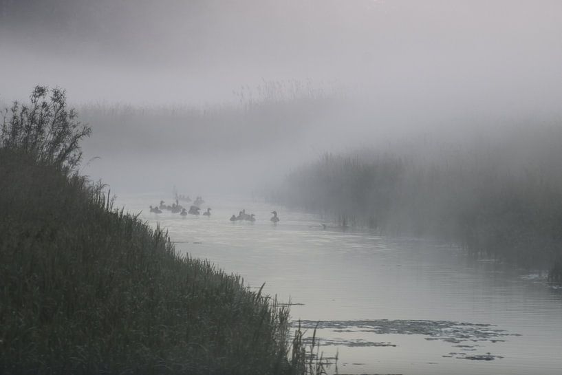 Fog landscape by Pauline Bergsma