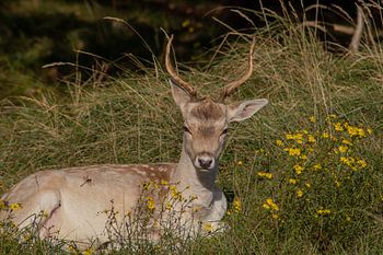 Beautiful photography of Animals in the Netherlands