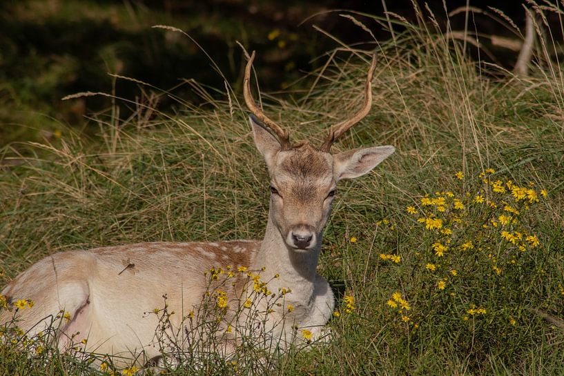 Beautiful photography of Animals in the Netherlands van Chérise Smeets