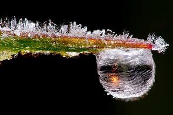 Frozen Dewdrop II