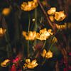 Fleurs, plantes et arbres Série sur Pitkovskiy Photography|ART