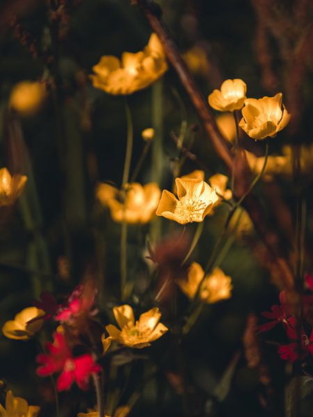 Blumen, Pflanzen und Bäume Serie von Pitkovskiy Photography|ART