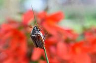 Mésange charbonnière par Jeannette Penris Aperçu