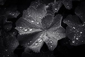 Noir et blanc dans la nature