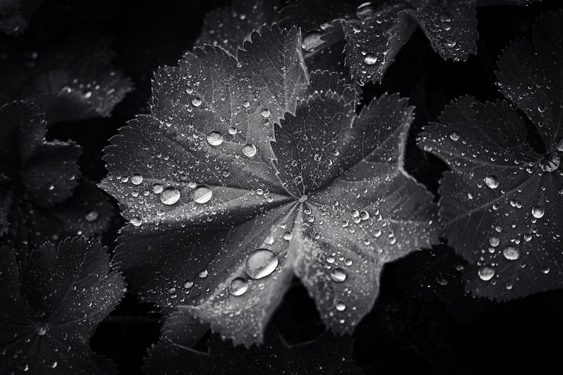 Noir et blanc dans la nature par Clazien Boot