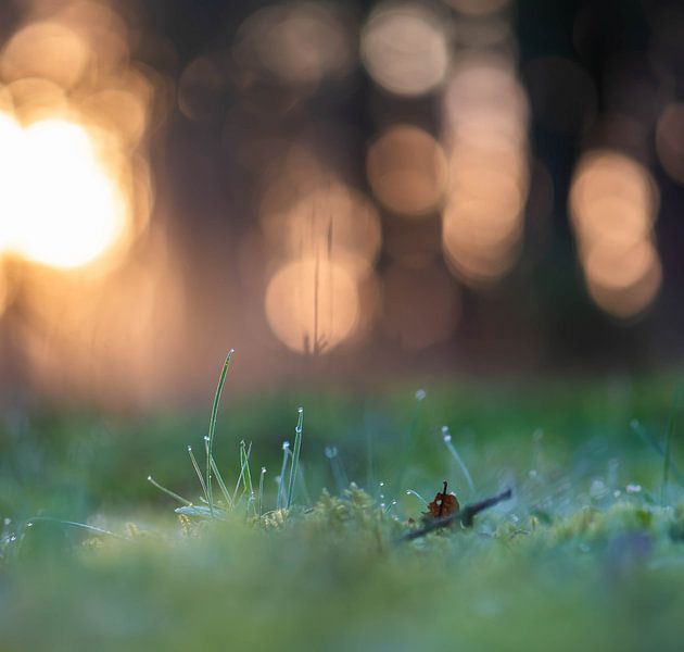 grass blades in the forest by Tania Perneel