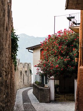 Baum mit roten Blüten in einem italienischen Dorf von Marianne Brouwer