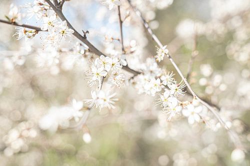 The white blossom