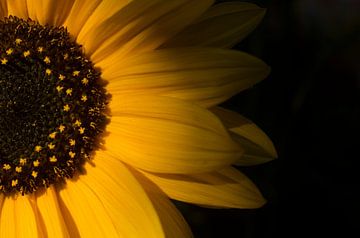 sunflower by Hubert van Gestel