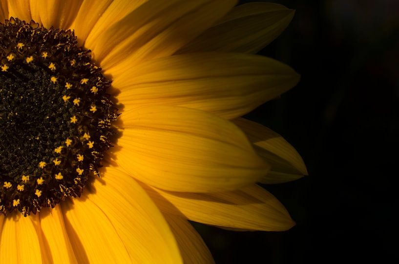 sunflower by Hubert van Gestel