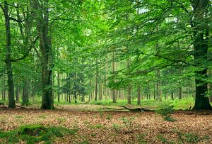 Bos op de Hoge Veluwe van Corinne Welp