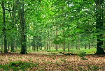 Forêt sur le Hoge Veluwe sur Corinne Welp