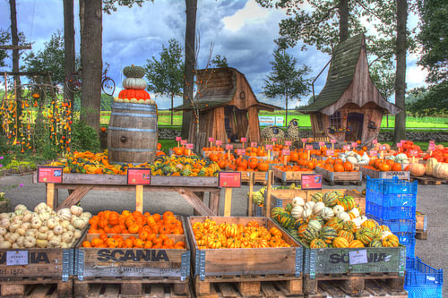 Pumpkin season